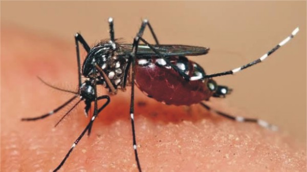 بارشوں کے بعد ڈینگی پھیلنےکا خدشہ ہے: قومی ادارۂ صحت