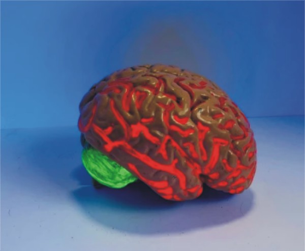 دماغ کن حالتوں میں ’خود کو کھانا‘ شروع کردیتا ہے