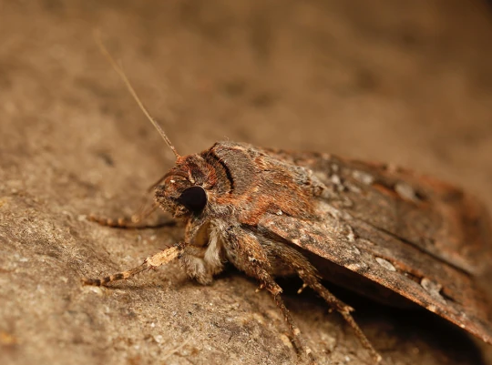 ستاروں کی مدد سے سینکڑوں میل کا سفر کرنے والا کیڑا