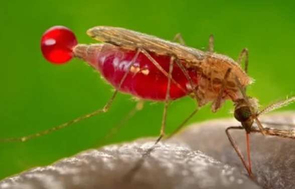 پاکستان میں ملیریا کی نئی دوا کے سلسلے میں بڑی پیش رفت