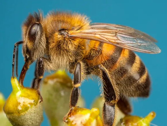 چین نے شہد کی مکھیوں کا دماغ کنٹرول کرنیکی ڈیوائس بنالی