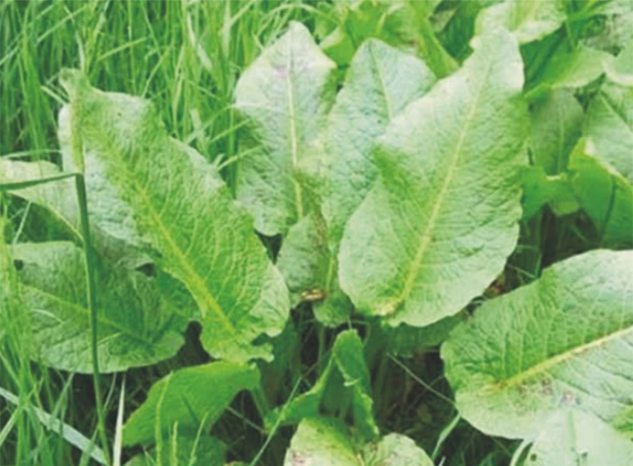 شلخے یاکرلی ڈک