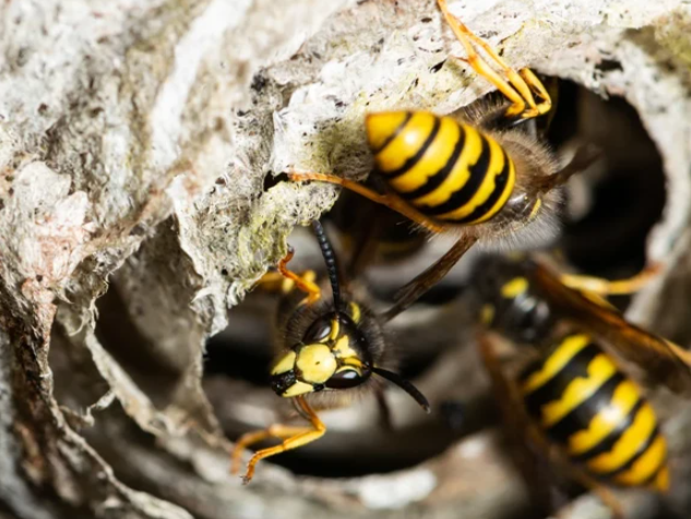 امریکا: جوہری ہتھیاروں کی غیر فعال سائٹ سے تابکار بھِڑوں کا چھتہ برآمد