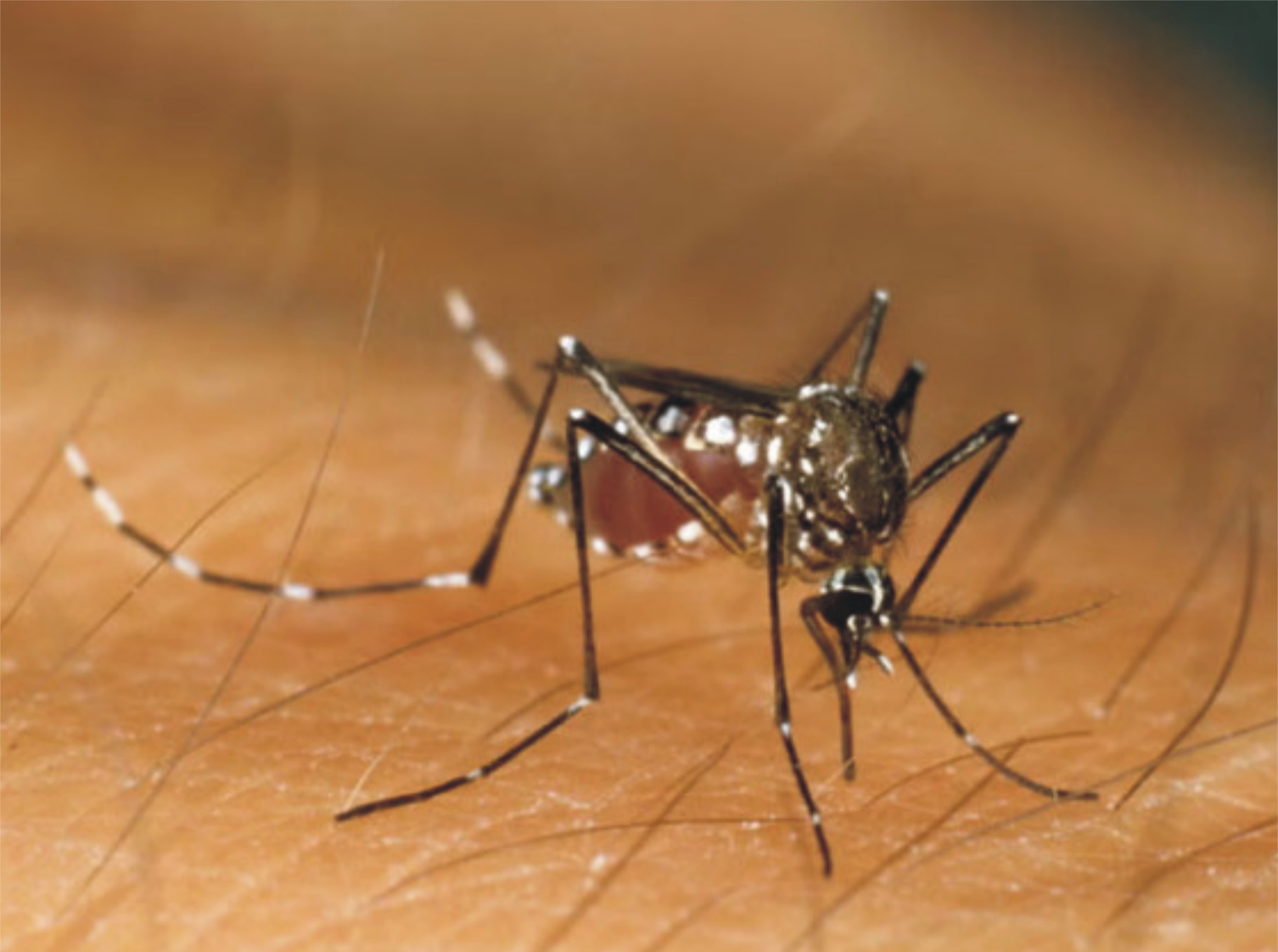 موسم کی تبدیلی کے باوجود ڈینگی کے حملے جاری 