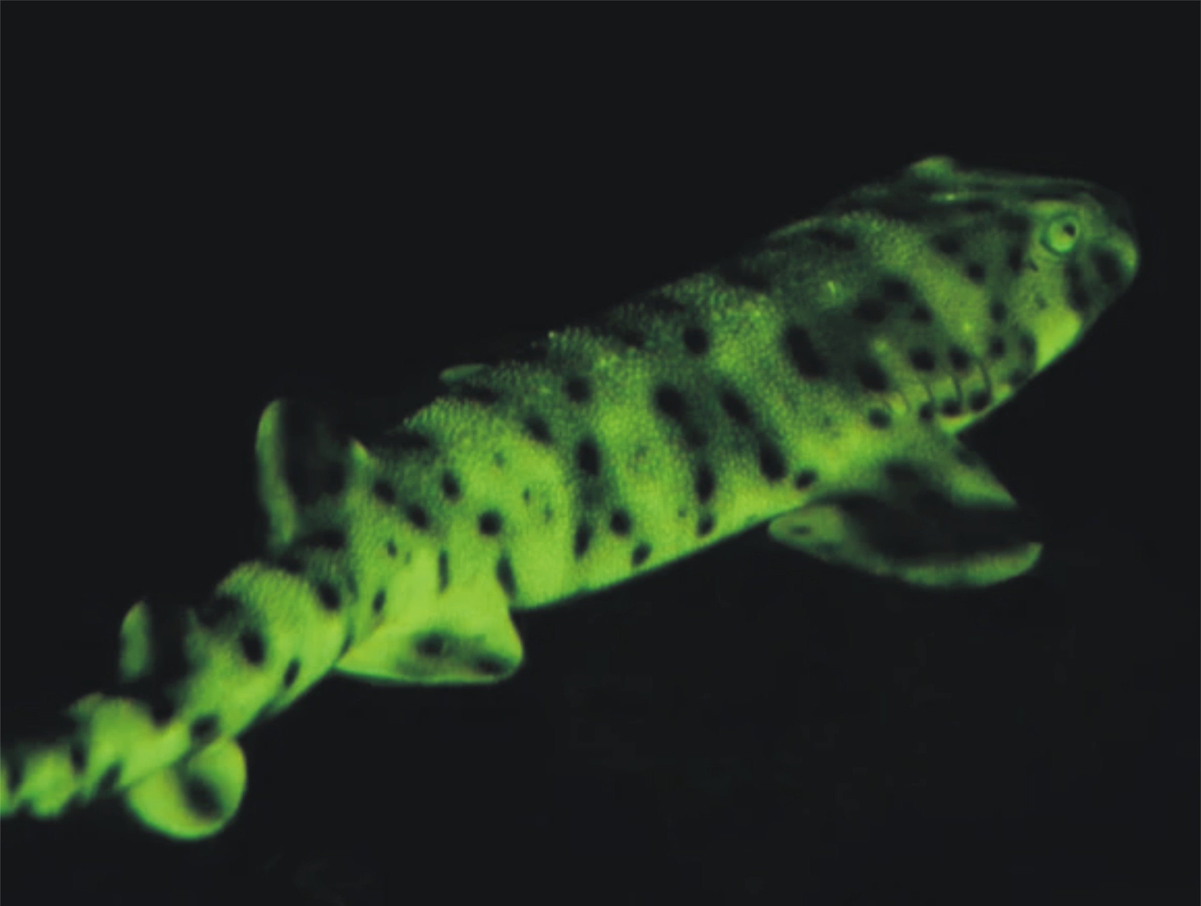 کچھ شارکس روشنیاں خارج کیوں کرتی ہیں؟