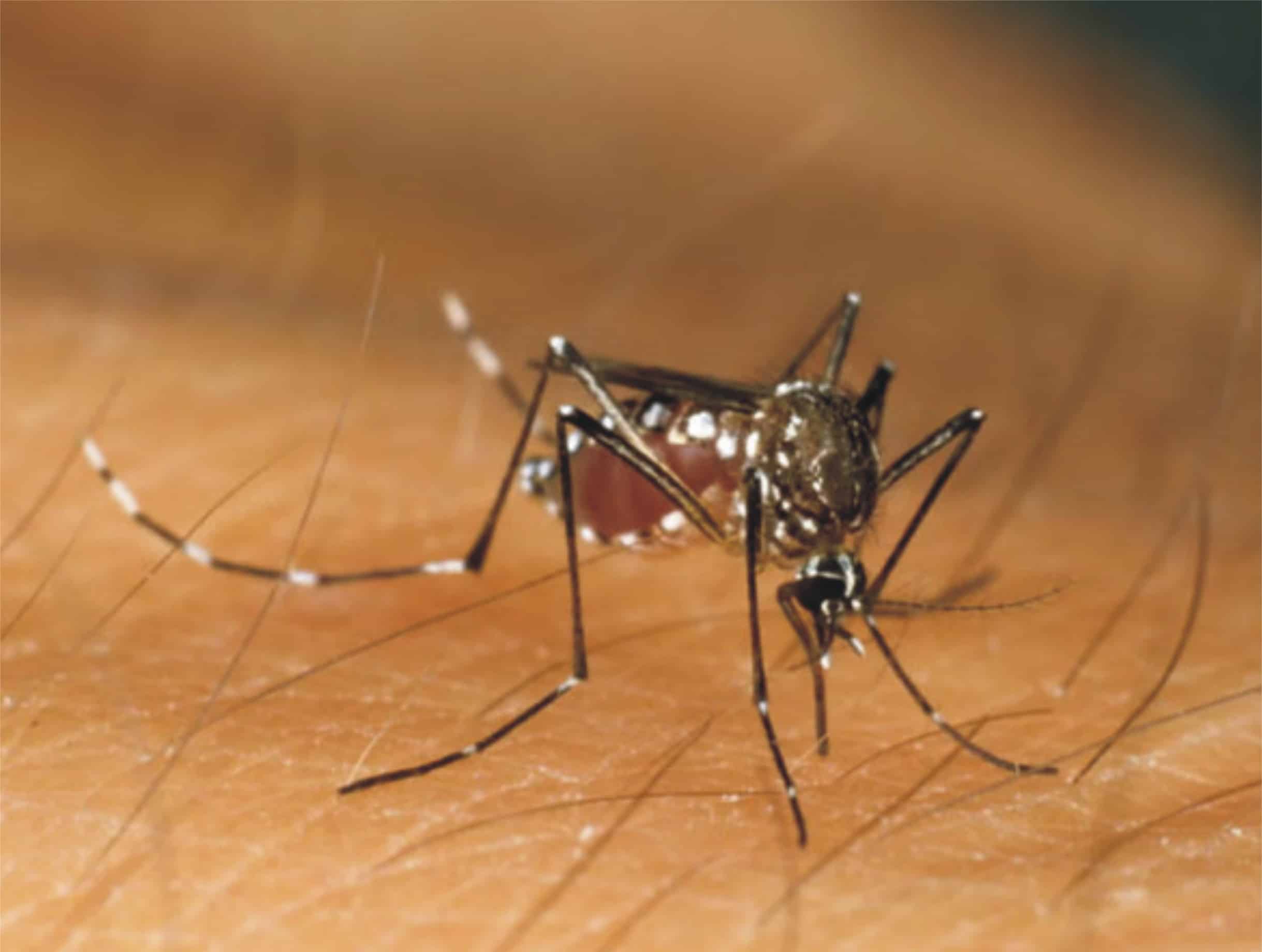 راولپنڈی میں ڈینگی مچھروں کے حملوں میں مزید شدت آگئی