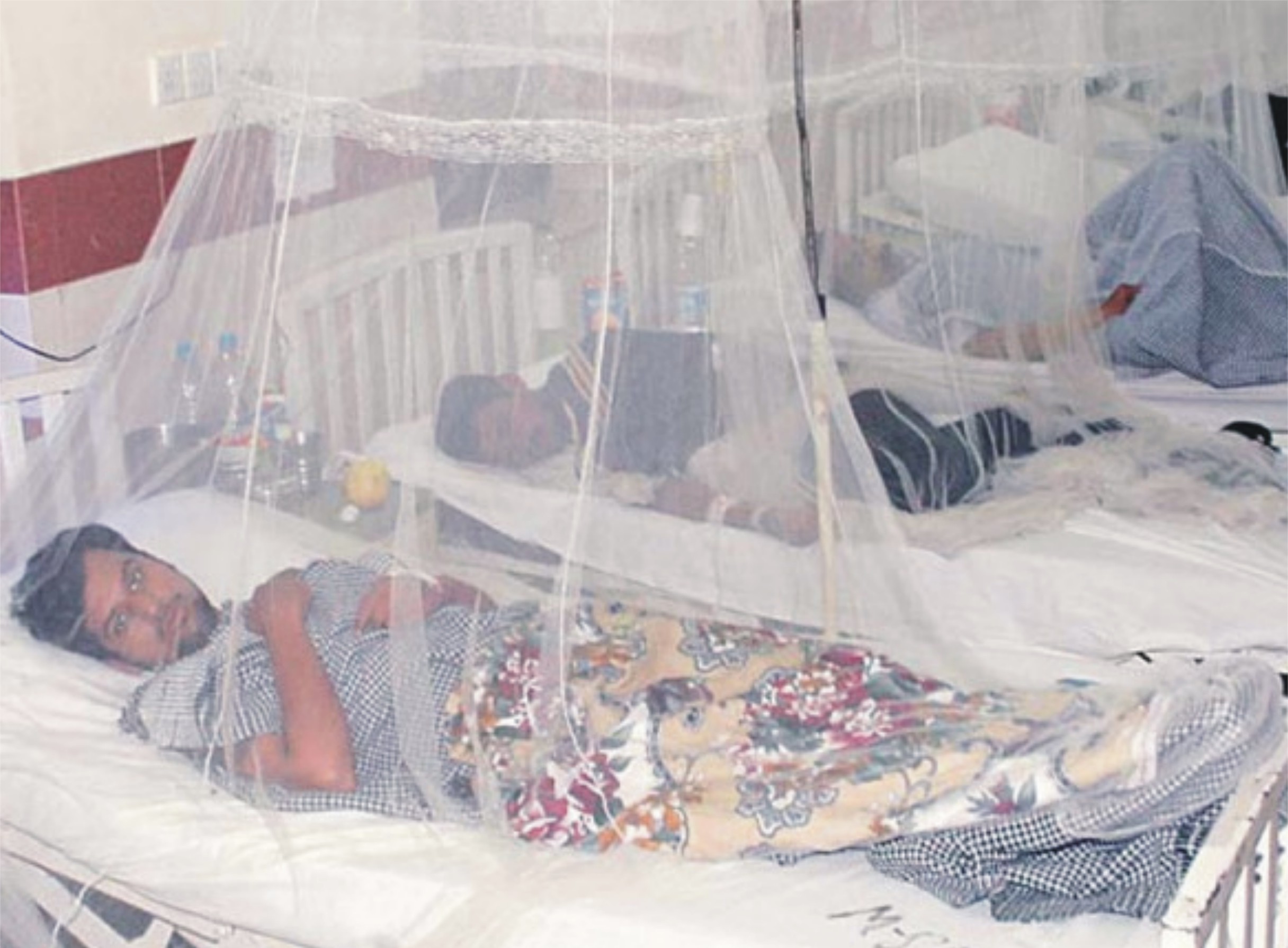 راولپنڈی میں ڈینگی کے خطرناک وار کا سلسلہ جاری 