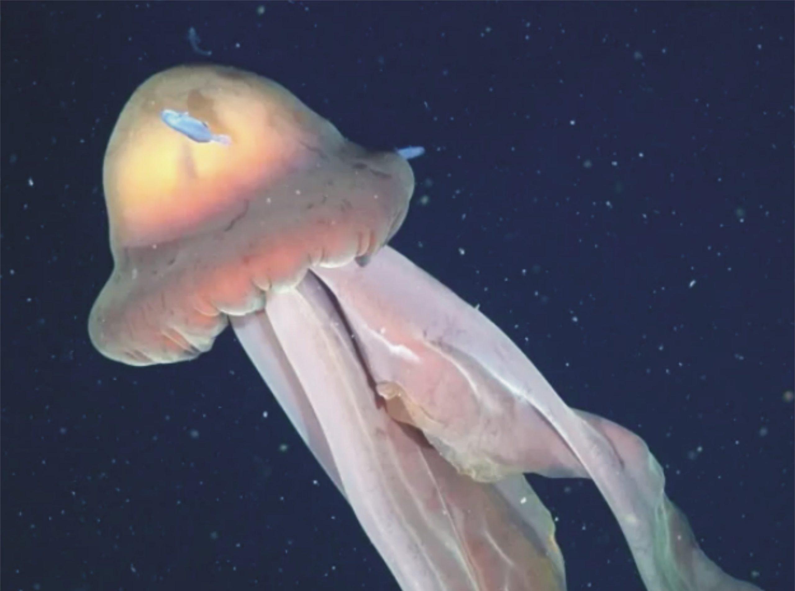 گہرے سمندر میں نایاب دیوہیکل جیلی فش کی دریافت، ماہرین حیران