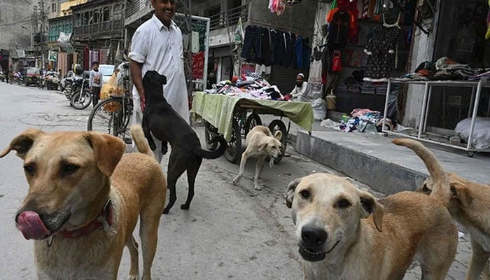 سندھ میں ریبیز کا ایک اور کیس رپورٹ، حیدرآباد میں کتے کے کاٹے کی شکار مریضہ کو جناح اسپتال لایا گیا