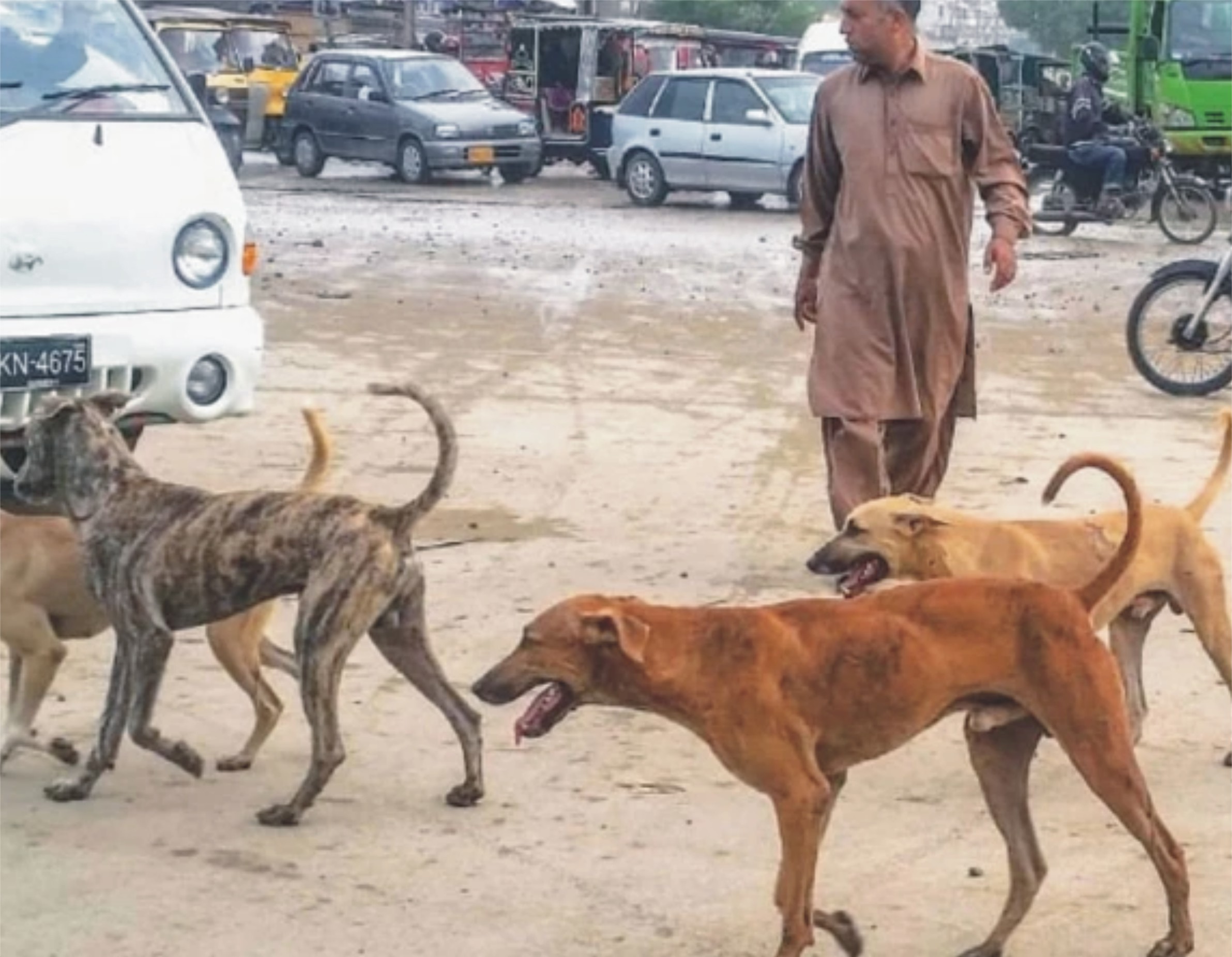 کراچی میں سگ گزیدگی کا ایک اور واقعہ، 24 سالہ نوجوان جاں بحق، تعداد 18 ہوگئی